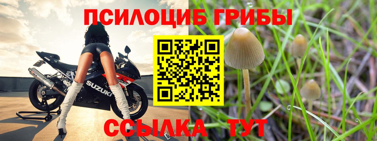 Псилоцибиновые грибы мицелий  хочу наркоту  Вольск  Вход с VPN 